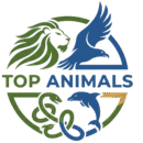 Top Animals