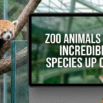 Zoo Animals 2026: Incredible Species Up Close
